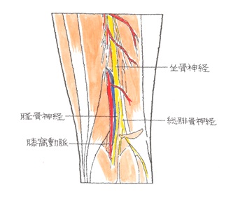 ２７ 膝窩動脈損傷 しつかどうみゃくそんしょう 交通事故後遺症の法律相談は被害者側専門弁護士 東京渋谷法律事務所