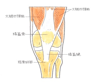 ２３ 膝蓋骨脱臼 しつがいこつだっきゅう 交通事故後遺症の法律相談は被害者側専門弁護士 東京渋谷法律事務所