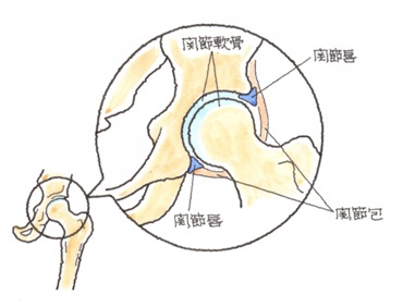 １１ 股関節唇損傷 こかんせつしんそんしょう 交通事故後遺症の法律相談は被害者側専門弁護士 東京渋谷法律事務所