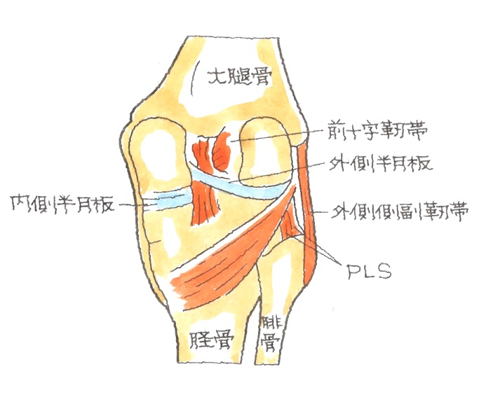 ３９ ｐｌｓ 膝関節後外側支持機構 ひざかんせつこうがいそくしじきこう の損傷 交通事故後遺症の法律相談は被害者側専門弁護士 東京渋谷法律事務所