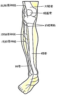 ４４ 腓骨神経麻痺 ひこつしんけいまひ 交通事故後遺症の法律相談は被害者側専門弁護士 東京渋谷法律事務所