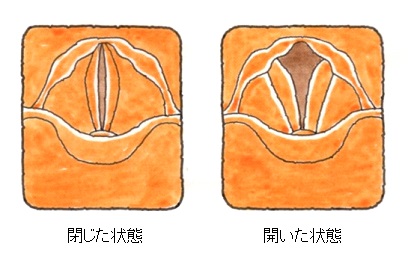 １０ 言語の機能障害 反回神経麻痺 はんかいしんけいまひ 交通事故後遺症の法律相談は被害者側専門弁護士 東京渋谷法律事務所