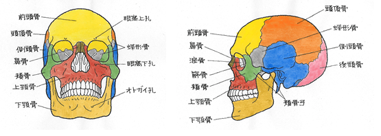 ６ 上顎骨骨折 じょうがくこつこっせつ 交通事故後遺症の法律相談は被害者側専門弁護士 東京渋谷法律事務所